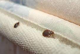 Difference between Bed Bugs and Dust Mites