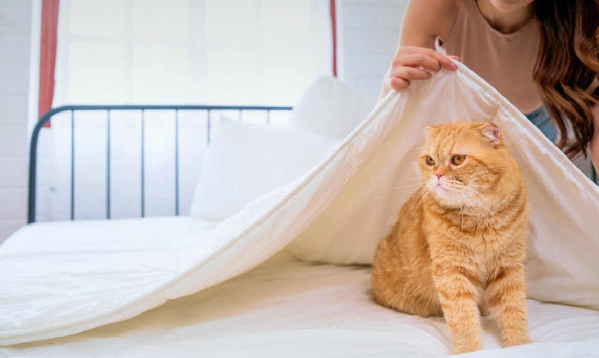 Tips for Keeping Your Mattress Clean with Pets