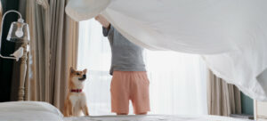 Bed Bug Prevention and Treatment for Mattresses